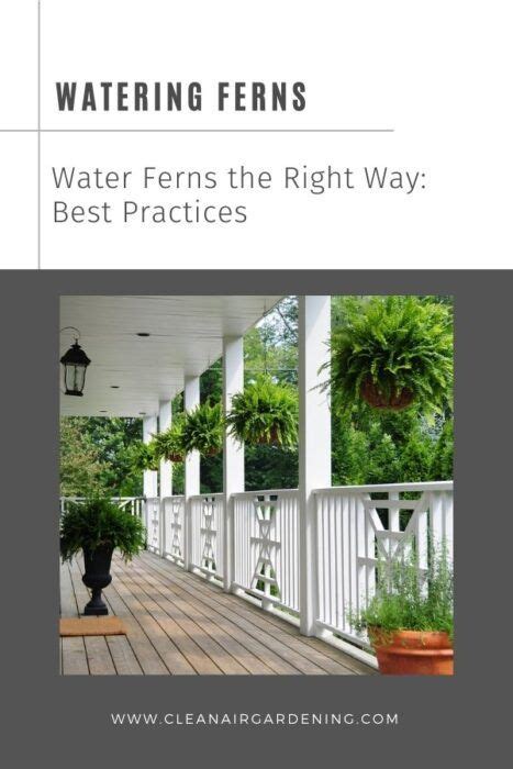 Watering Ferns the Right Way: Some Best Practices